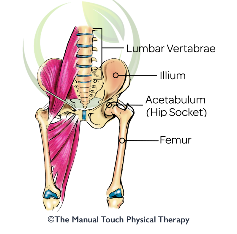 Front Hip View of Hip Flexors and Joint
