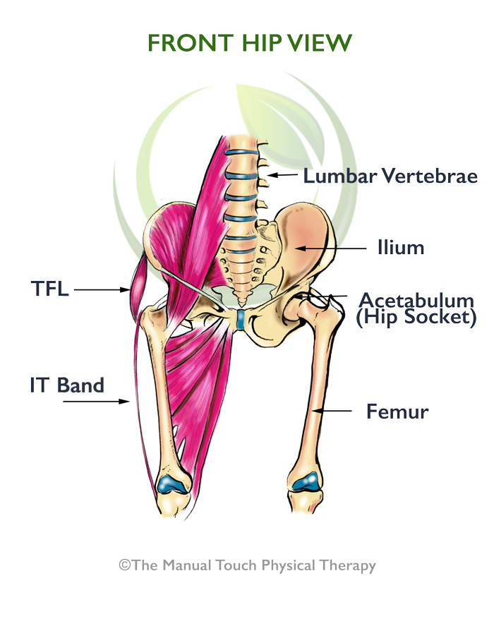Front Hip View of IT Band and TFL